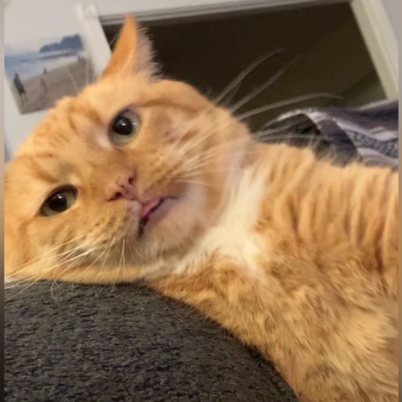 Meet your Posher, Emily Ann - Picture 5 of 8